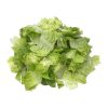 Lettuce